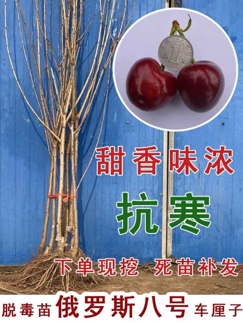 俄罗斯八号大樱桃苗果个大产量高南北方均可种植热卖！