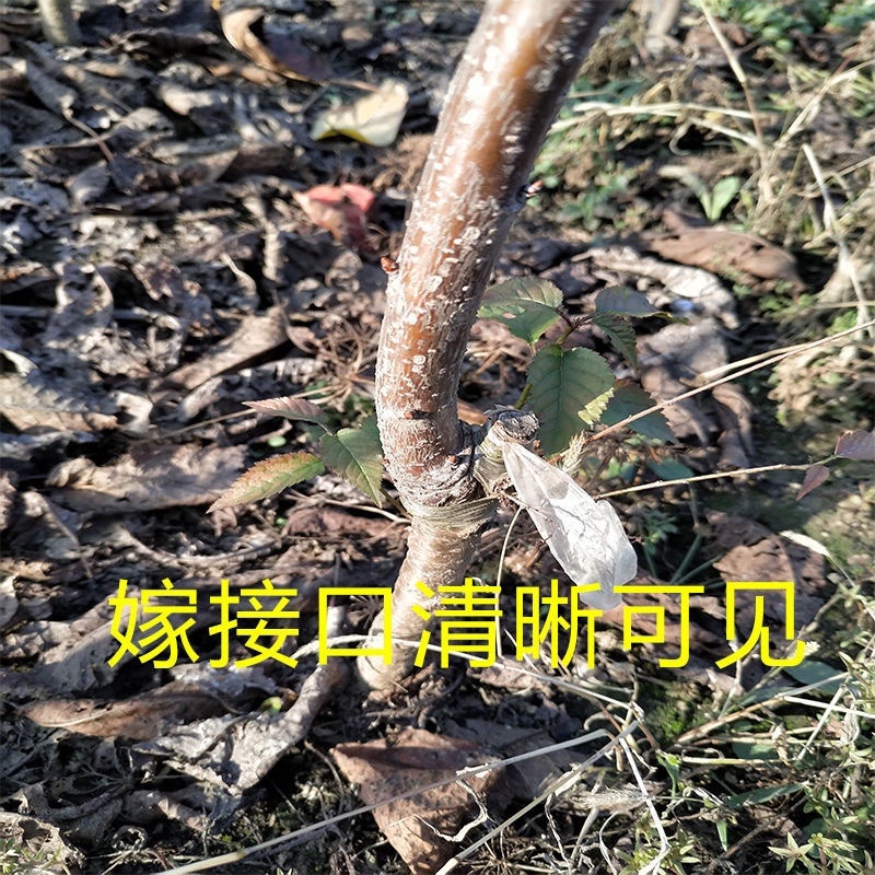 俄罗斯八号大樱桃苗果个大产量高南北方均可种植热卖！