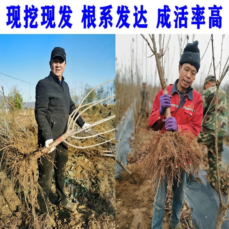 俄罗斯八号大樱桃苗果个大产量高南北方均可种植热卖！