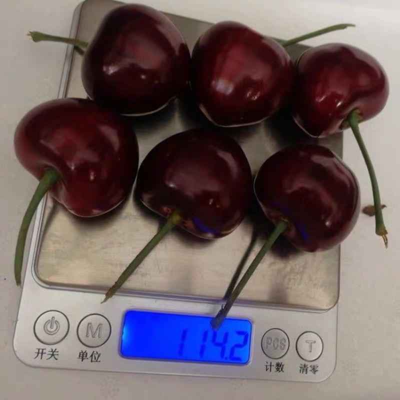 俄罗斯八号大樱桃苗果个大产量高南北方均可种植热卖！