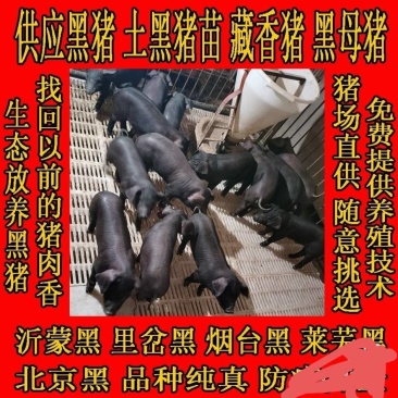 土黑猪苗黑猪山东土黑猪苗育肥猪苗