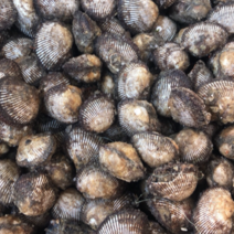 毛蚶毛蛤蜊鲜活贝类