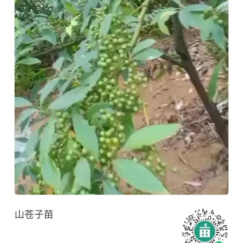 优质高产山苍籽树