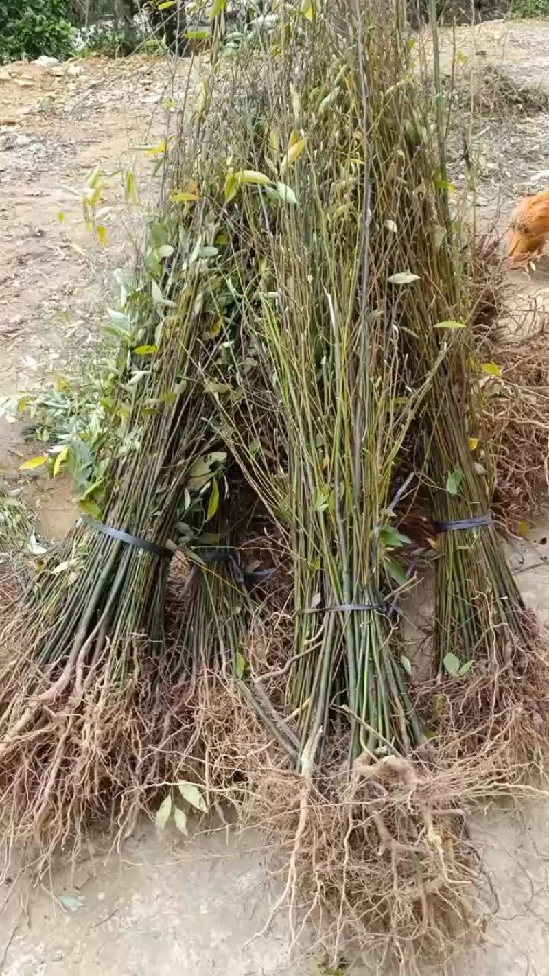 优质高产山苍籽树