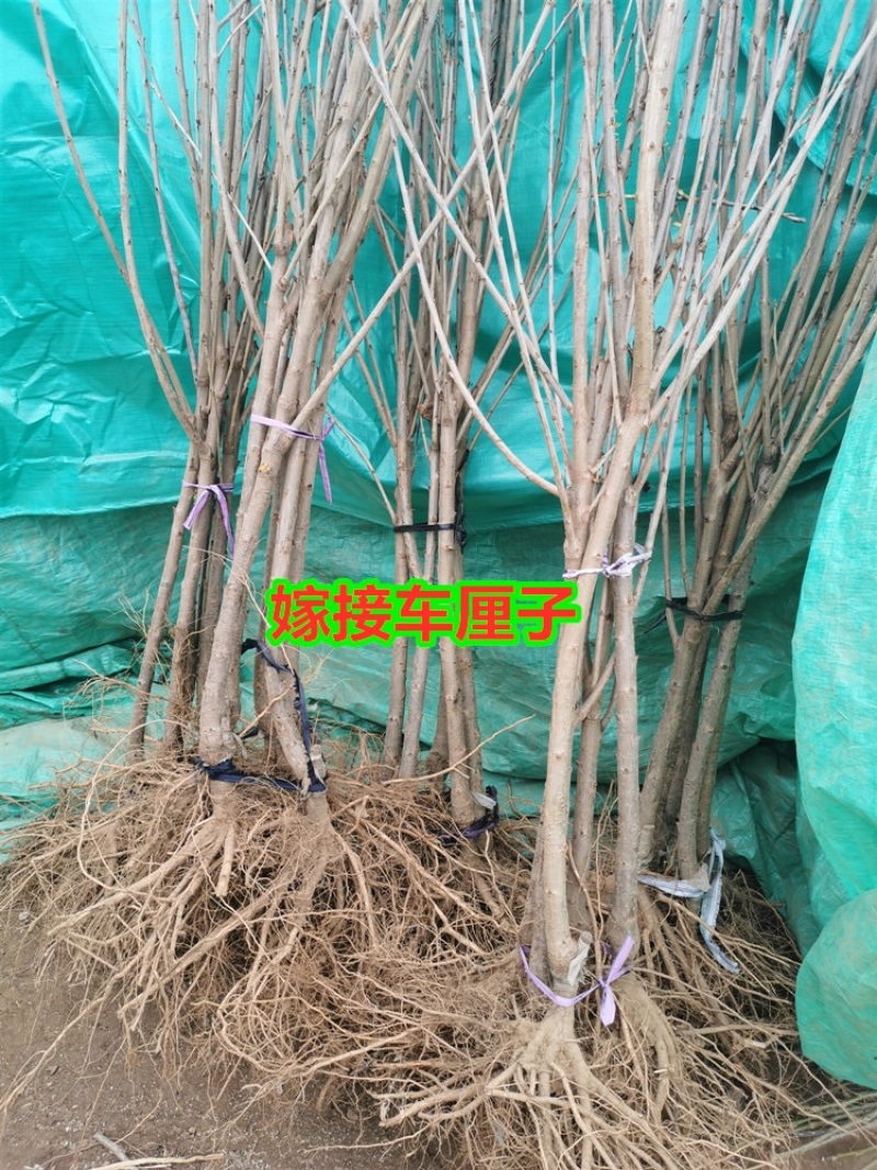 车厘子大樱桃苗樱桃树苗南北方种植嫁接培育包成活