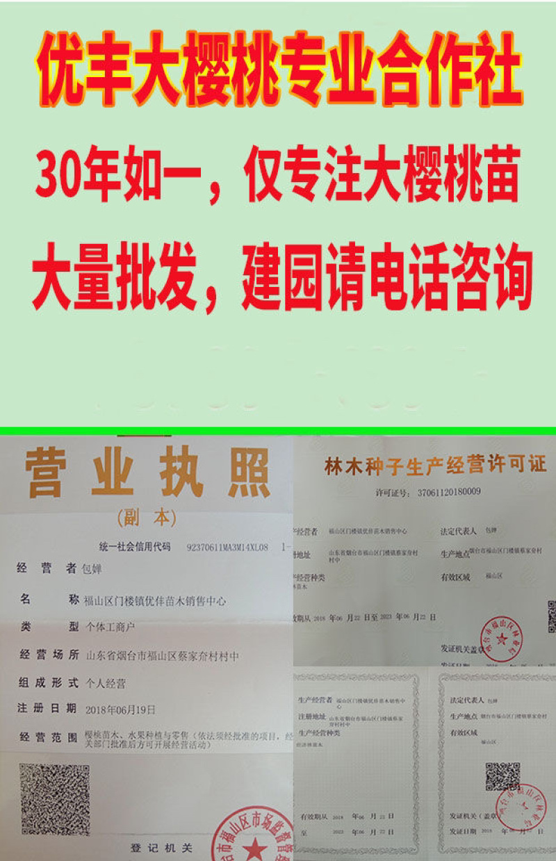 车厘子大樱桃苗樱桃树苗南北方种植嫁接培育包成活