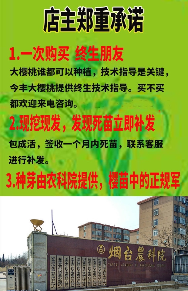 车厘子大樱桃苗樱桃树苗南北方种植嫁接培育包成活