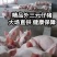 精品外三元仔猪，自繁自育优质猪苗，疫苗齐全，健壮好饲养，