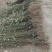 优质高产山苍籽树