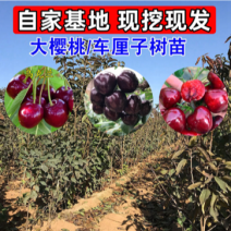 车厘子大樱桃苗樱桃树苗南北方种植嫁接培育包成活