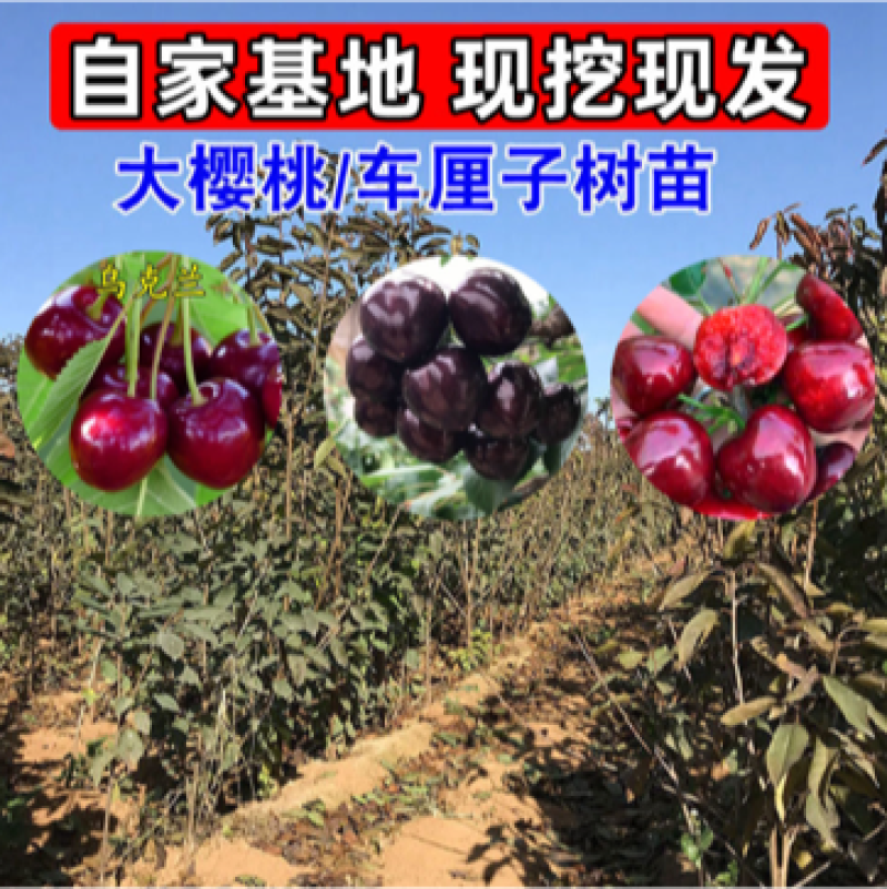 车厘子大樱桃苗樱桃树苗南北方种植嫁接培育包成活