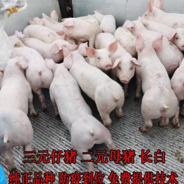 精品外三元仔猪，自繁自育优质猪苗，疫苗齐全，健壮好饲养，