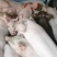 精品外三元仔猪，自繁自育优质猪苗，疫苗齐全，健壮好饲养，