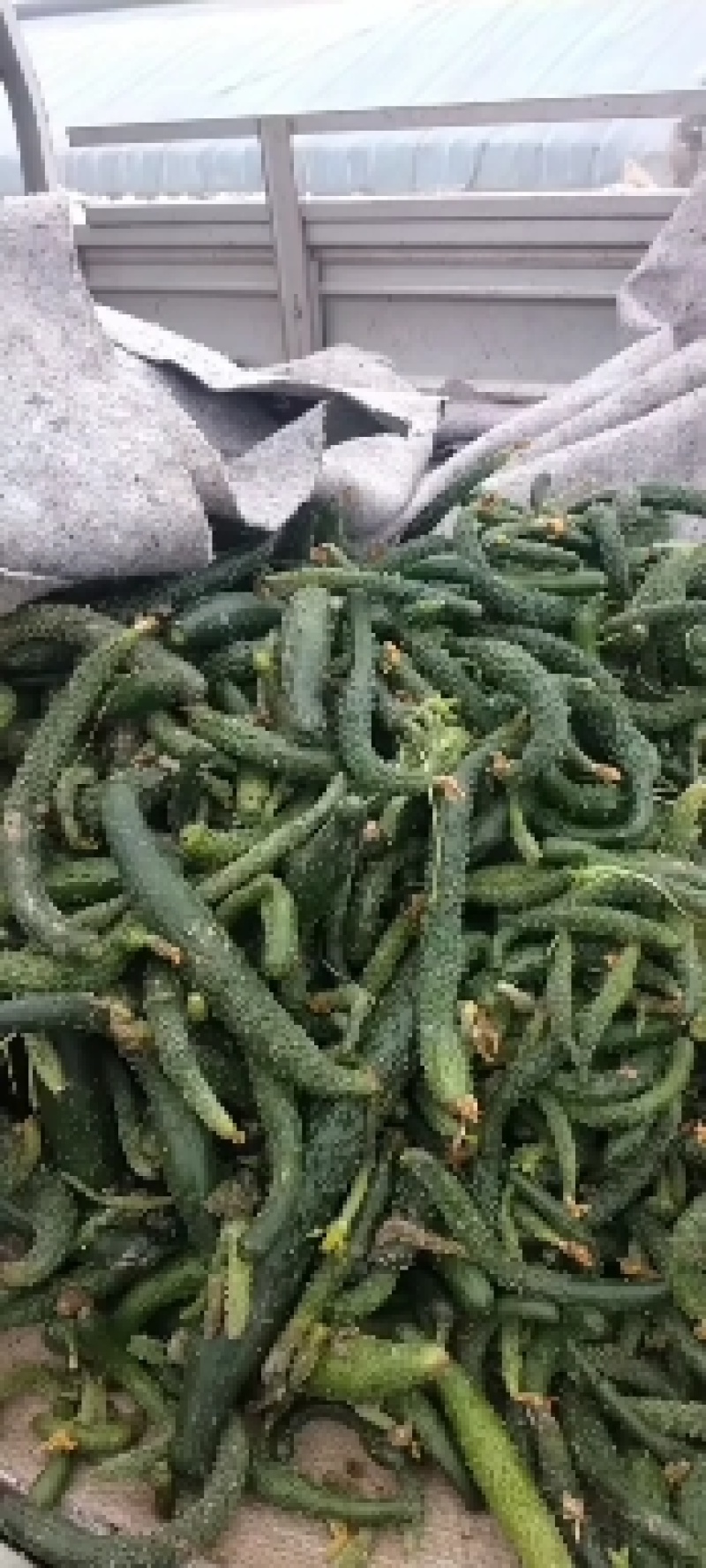大量次品黄瓜黄瓜扭大量供应咸菜厂货源充足保