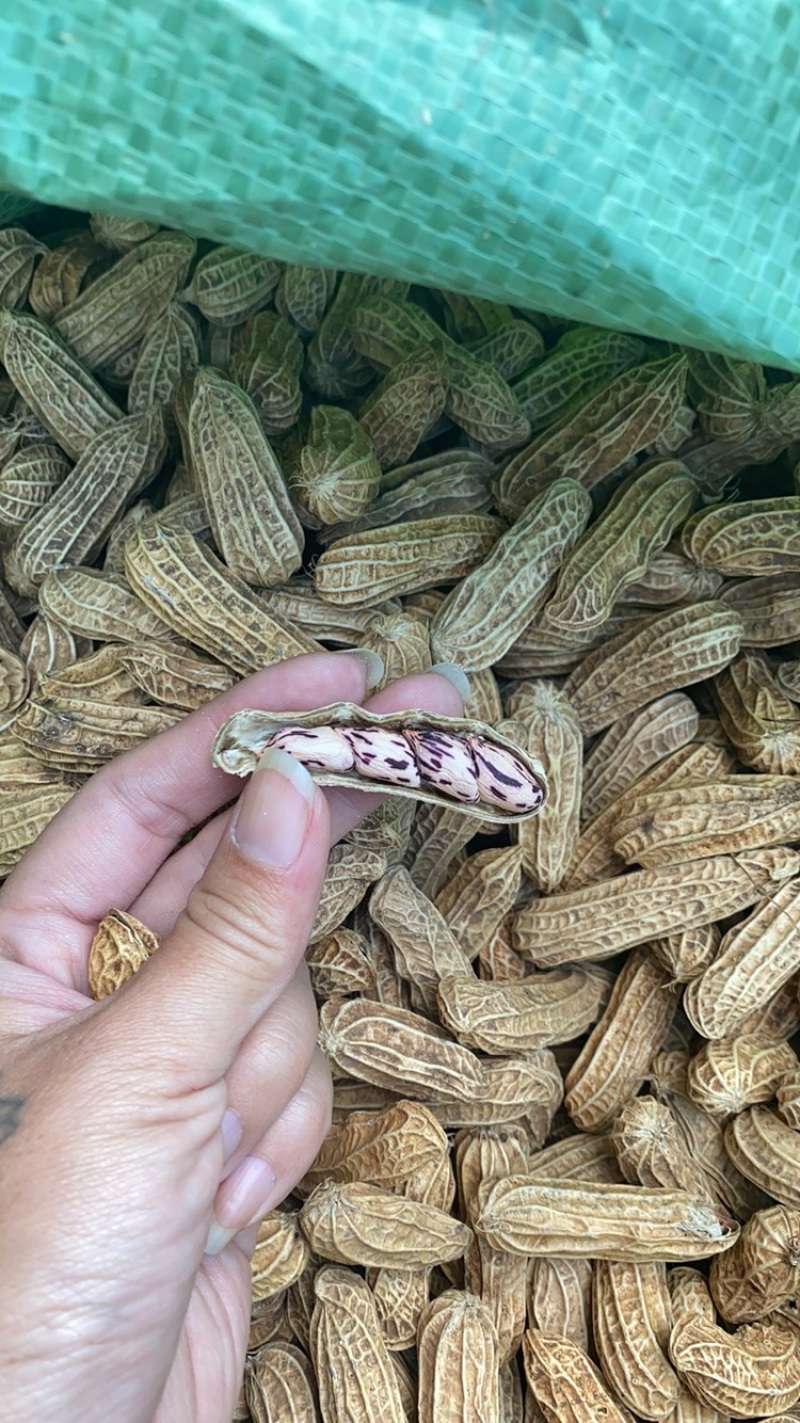 云南七彩黑皮花生七彩花生米黑皮花生米长期供应