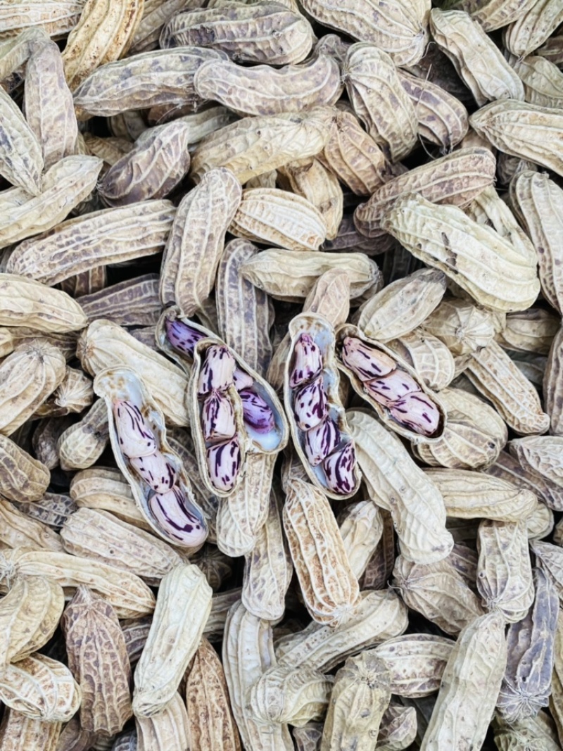 云南七彩黑皮花生七彩花生米黑皮花生米长期供应