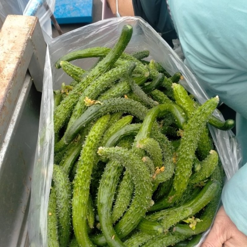 大量次品黄瓜黄瓜扭大量供应咸菜厂货源充足保