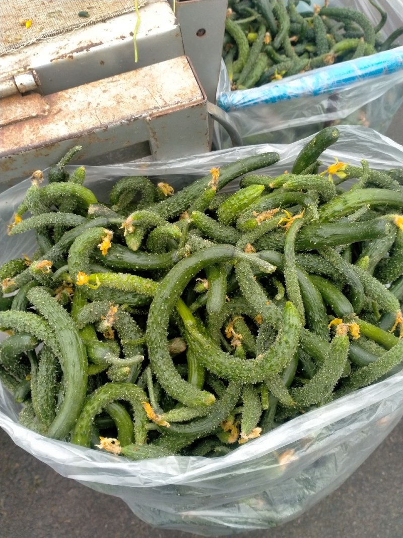 大量次品黄瓜黄瓜扭大量供应咸菜厂货源充足保
