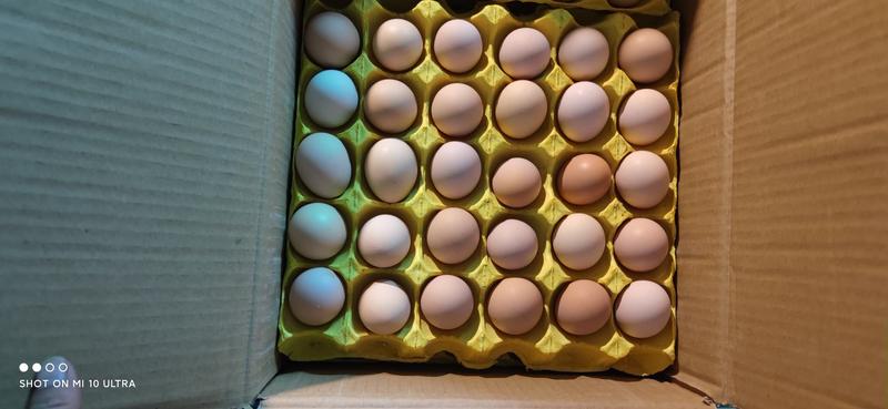 土鸡蛋30斤-35斤规格双色土鸡蛋草鸡蛋笨鸡蛋