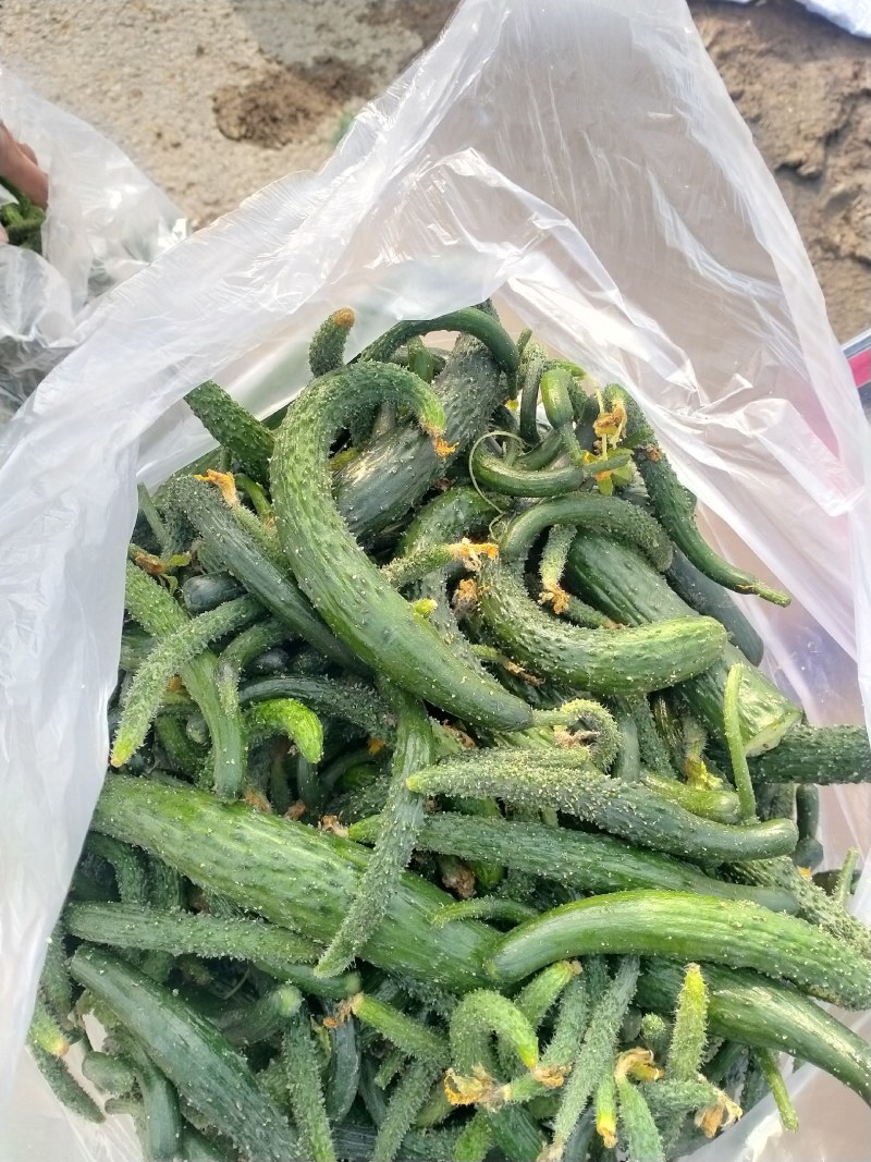 大量次品黄瓜黄瓜扭大量供应咸菜厂货源充足保