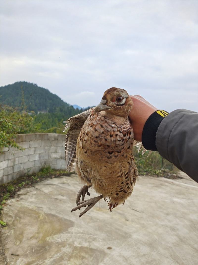 野鸡