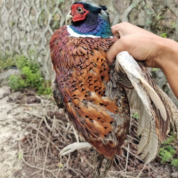 野鸡