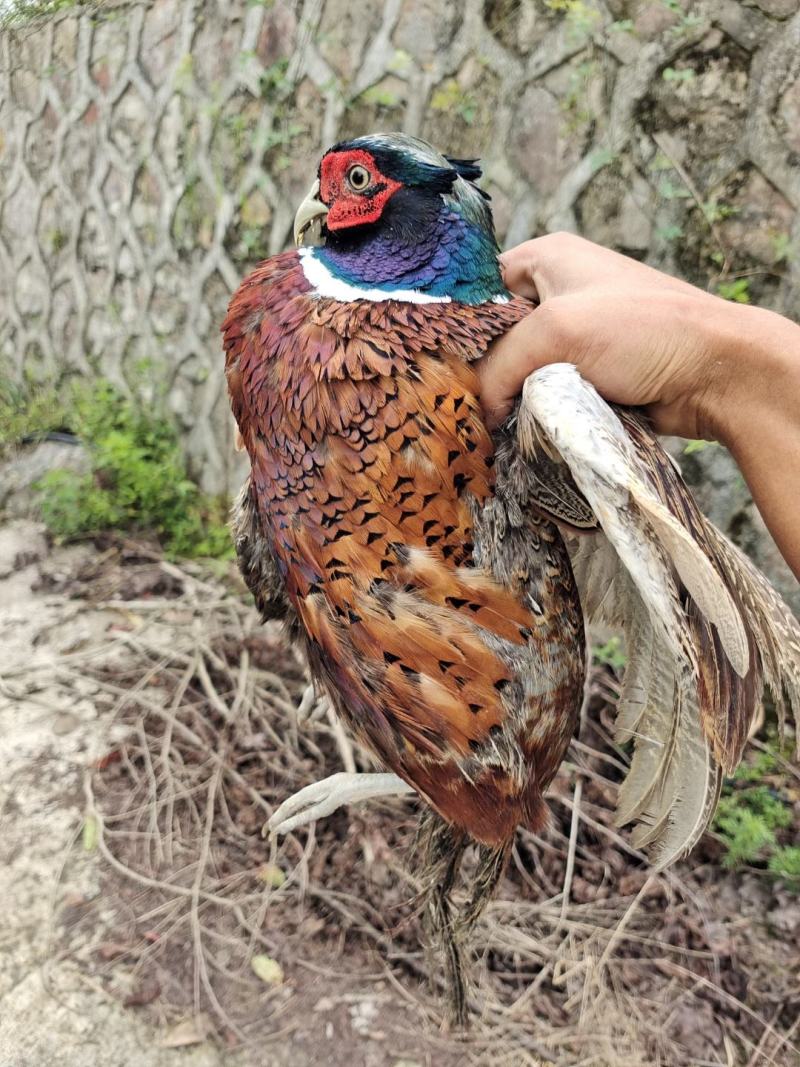 野鸡