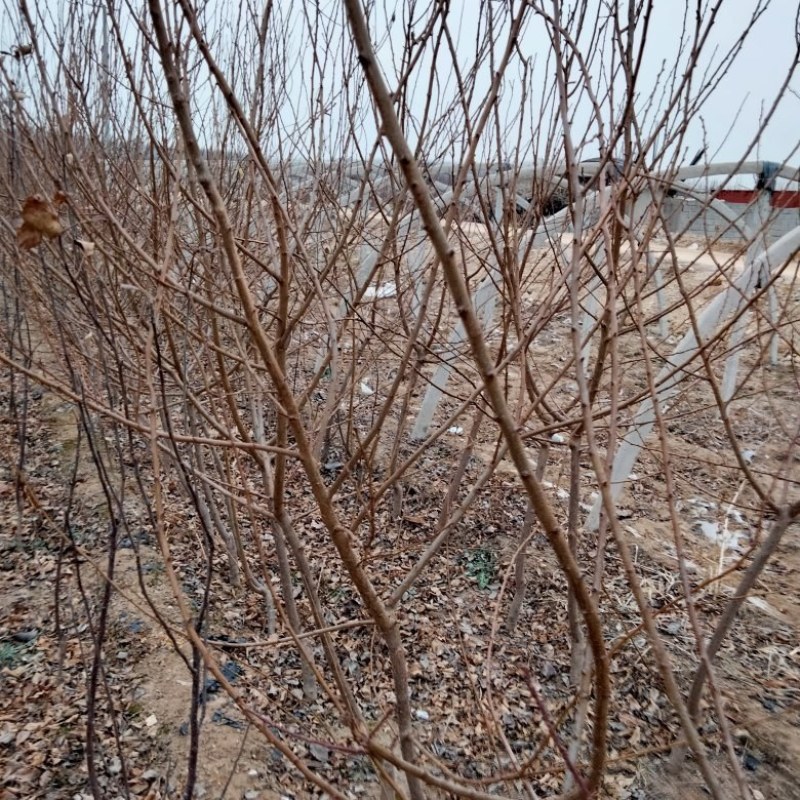【栽桃树发大财】桃树苗占地桃树结果的桃树大桃树桃树品种