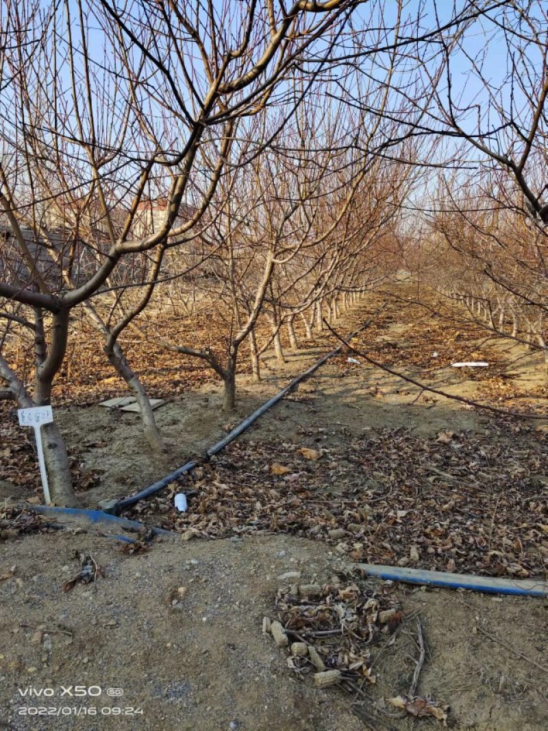 【栽桃树发大财】桃树苗占地桃树结果的桃树大桃树桃树品种