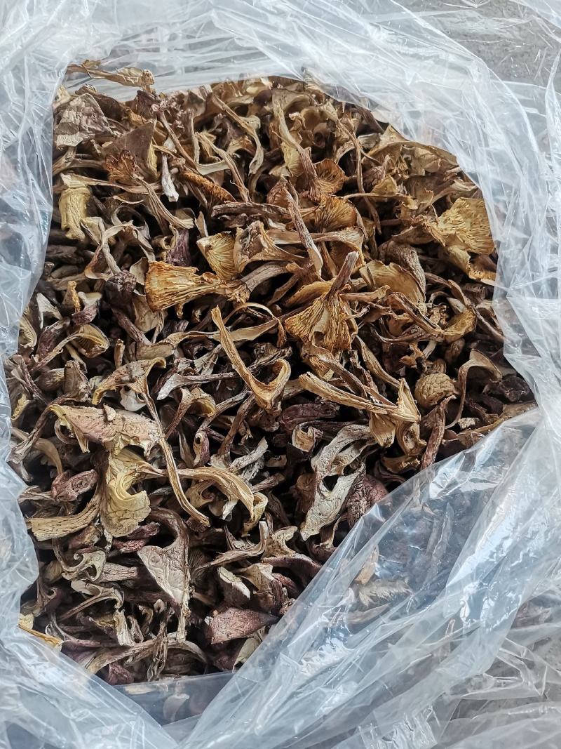 长白山区野生榛蘑，大腿蘑，趟子蘑柴火烘干，每斤38元起