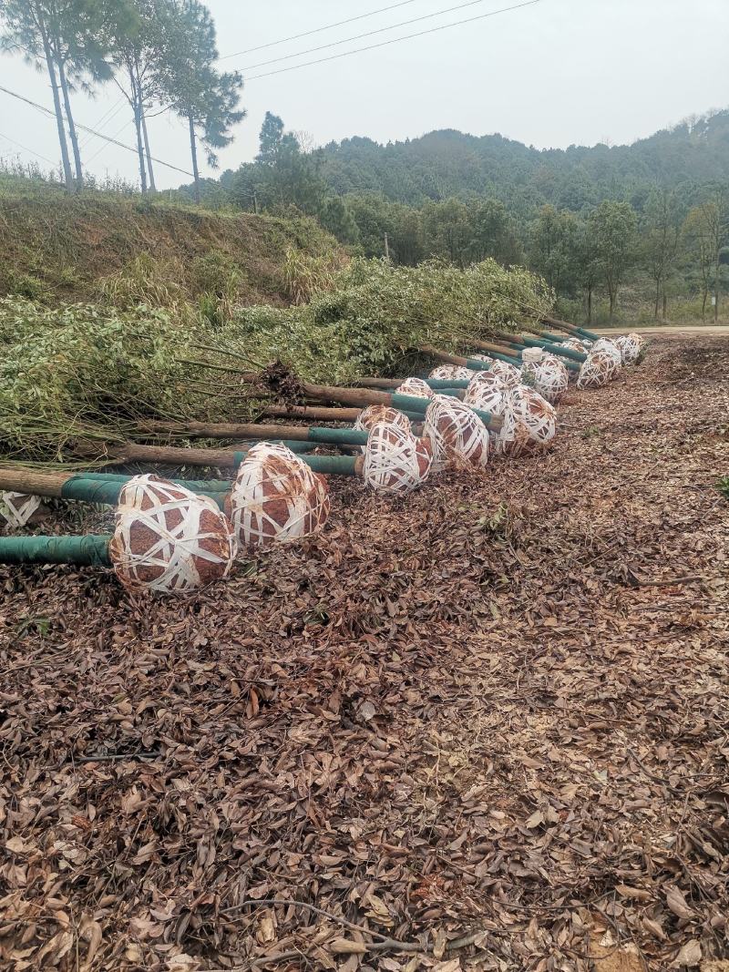 樟树香樟本基地大量供应各种规格香樟树，品种齐全价格优惠。