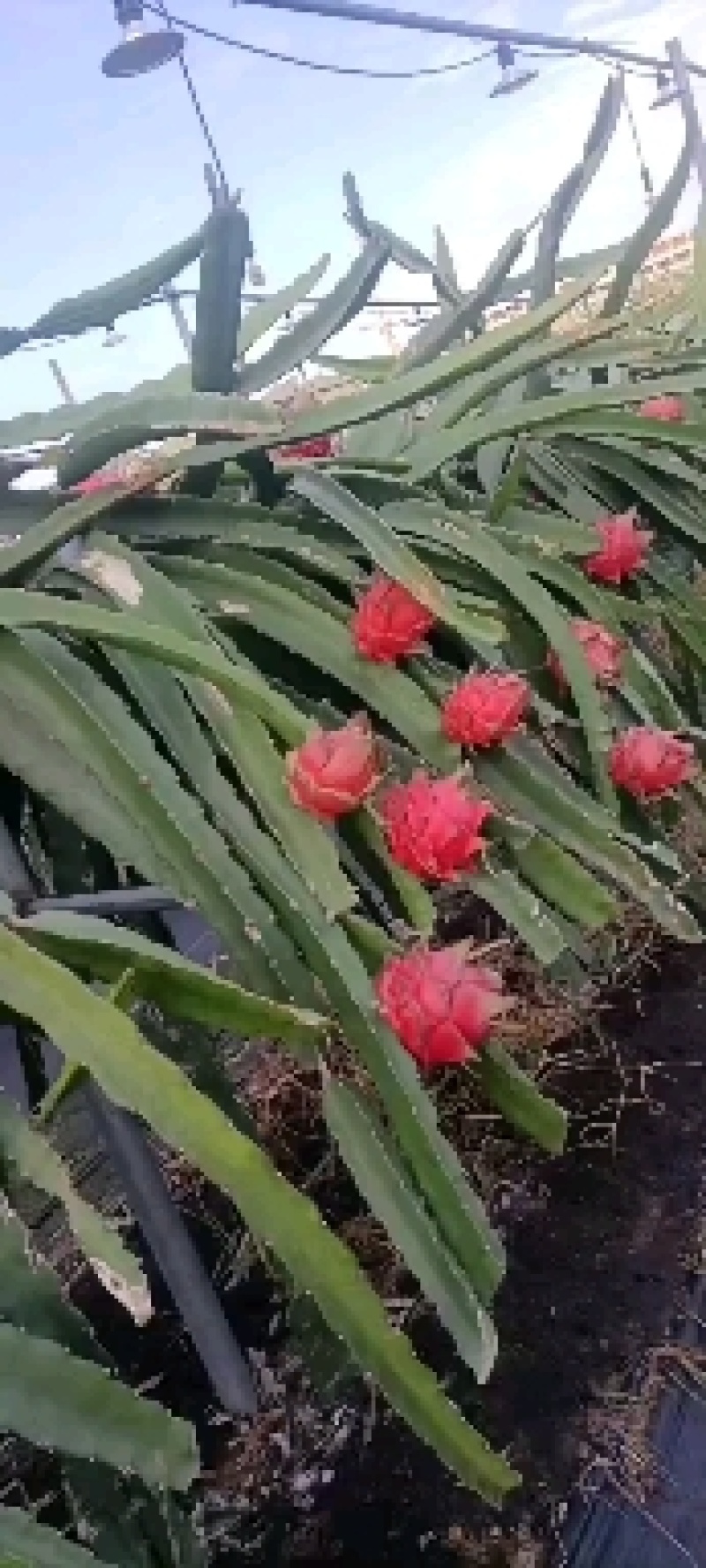 这是一种灵魂火龙果，口感好，清爽可口