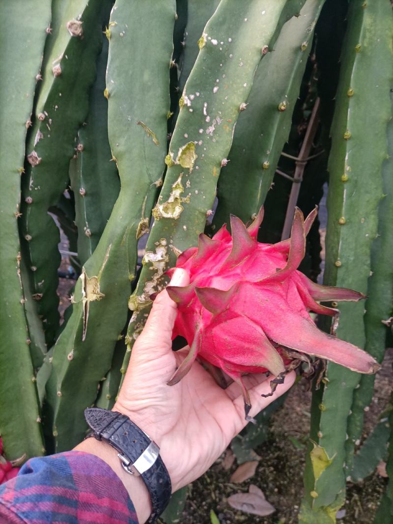 这是一种灵魂火龙果，口感好，清爽可口