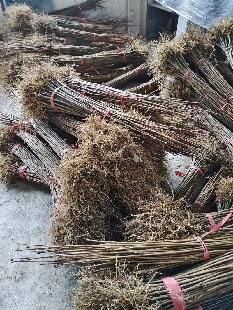 黄柏苗药材黄柏苗树皮入药产地发货