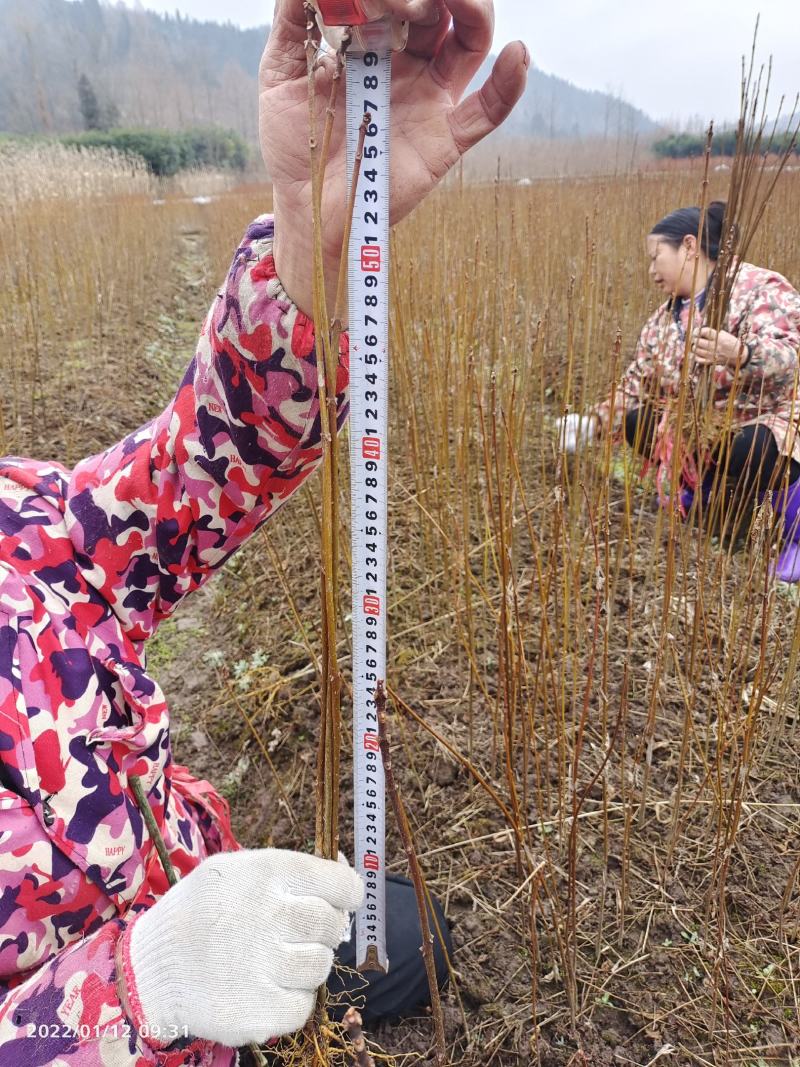 黄柏苗药材黄柏苗树皮入药产地发货