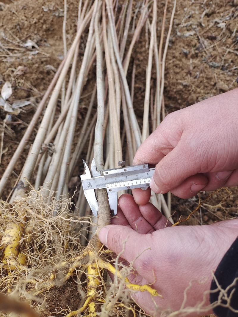 黄柏苗药材黄柏苗树皮入药产地发货
