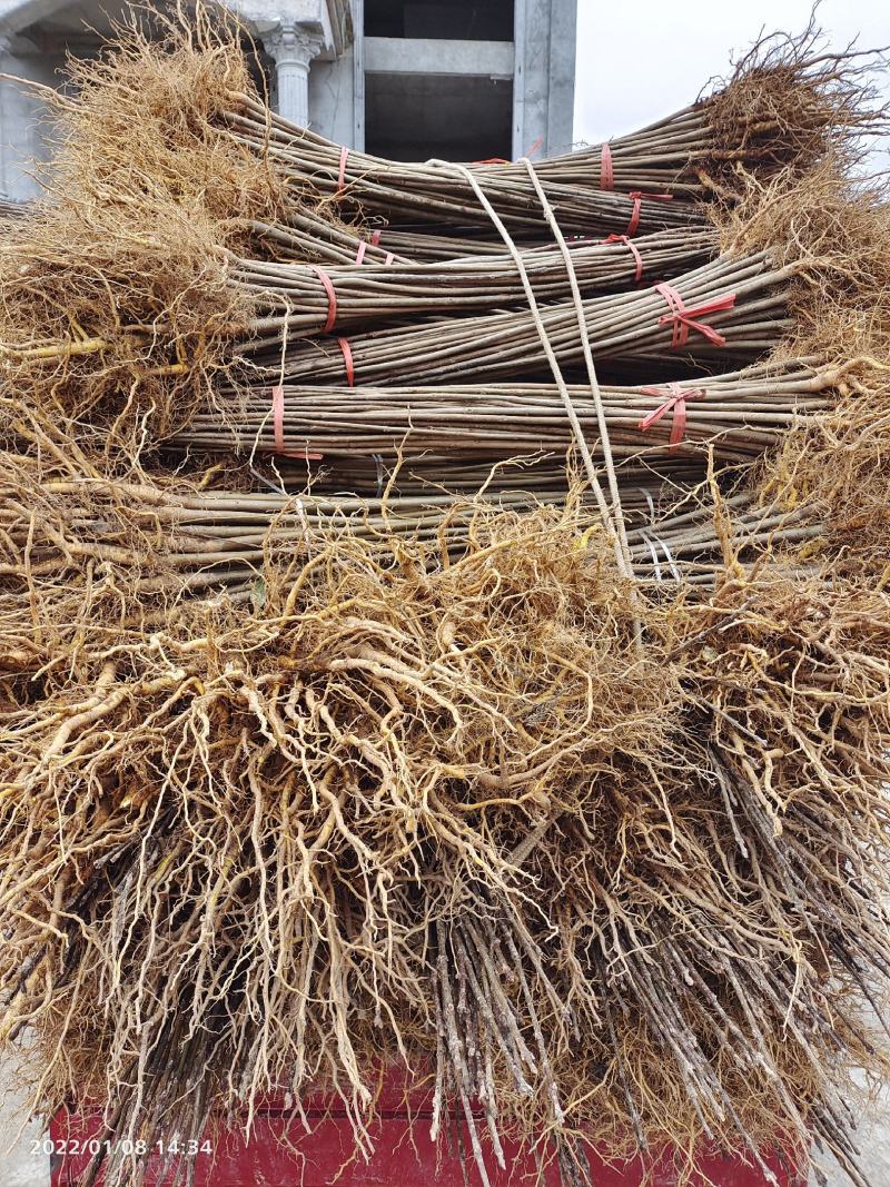 黄柏苗药材黄柏苗树皮入药产地发货