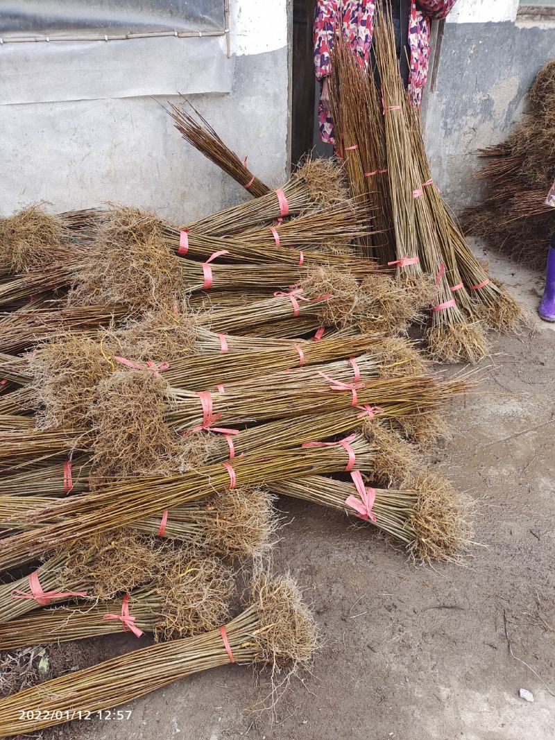 黄柏苗药材黄柏苗树皮入药产地发货