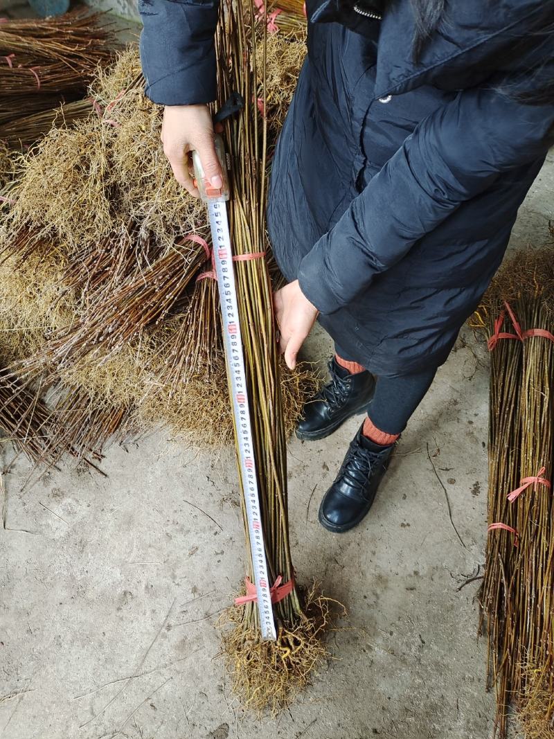 黄柏苗药材黄柏苗树皮入药产地发货