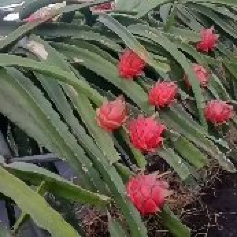 这是一种灵魂火龙果，口感好，清爽可口