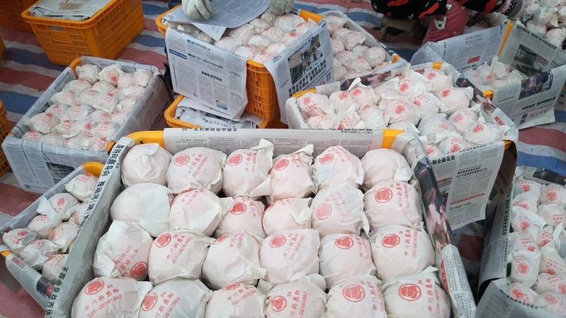 春见柑橘（耙耙柑）大量有货，基地直销一手货源量大从优