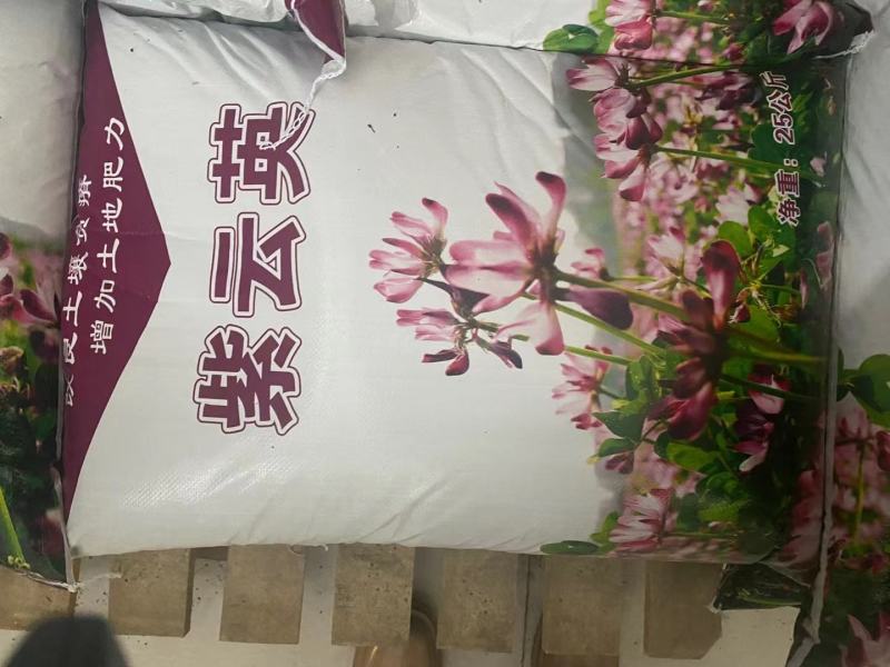 紫云英种子