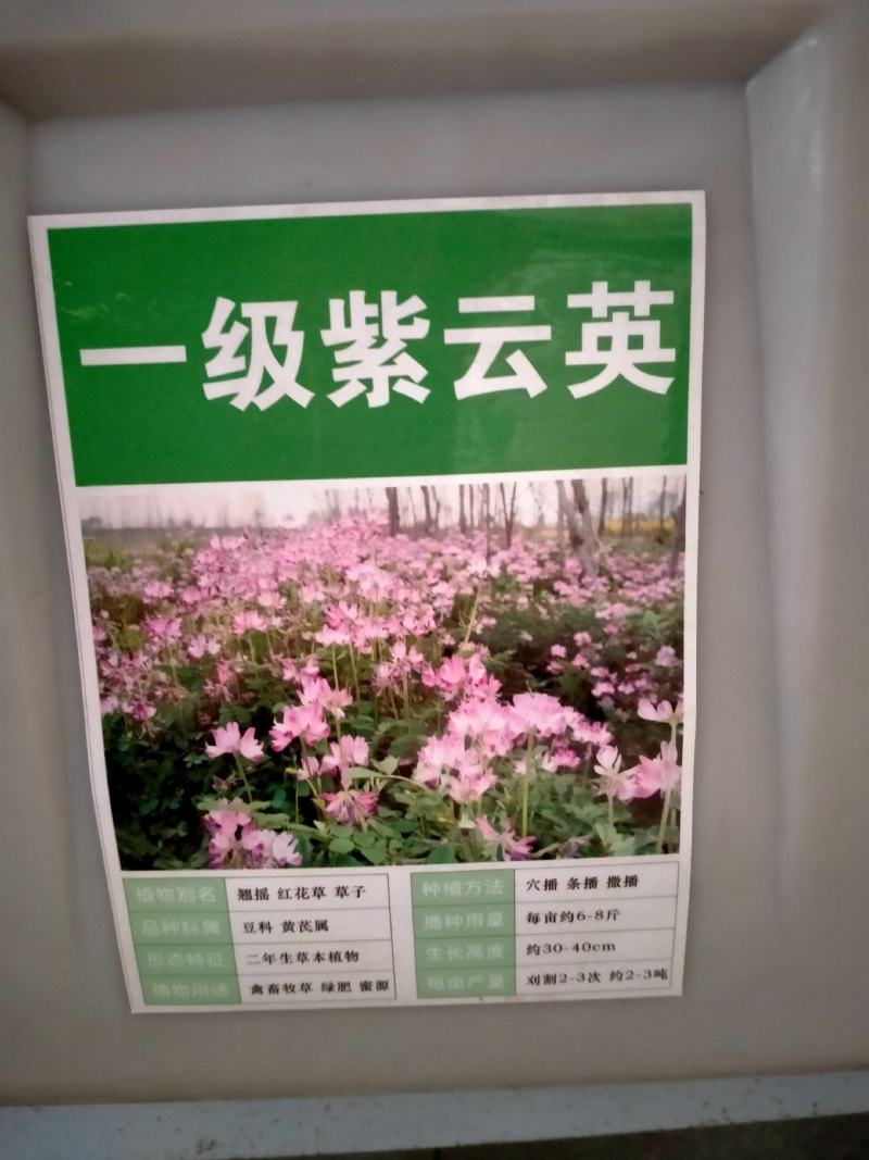 紫云英种子