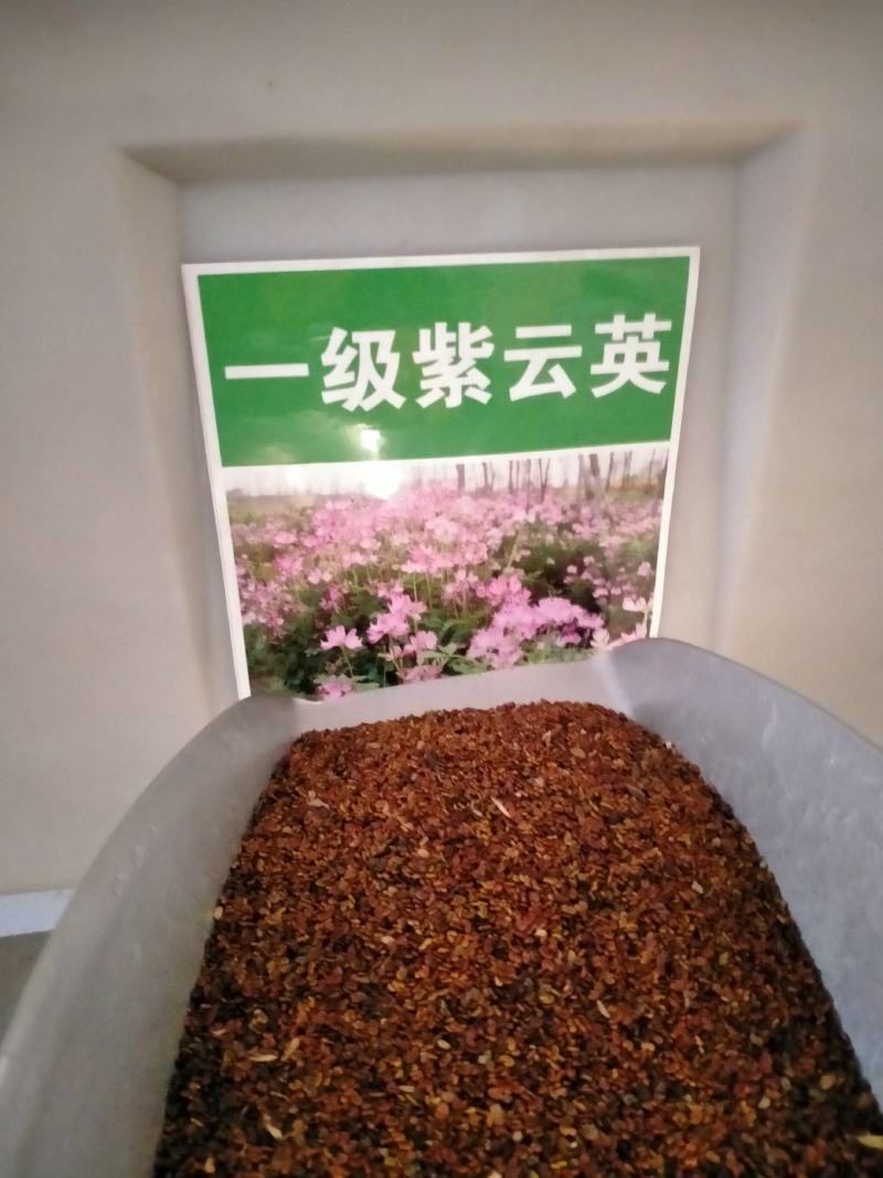 紫云英种子