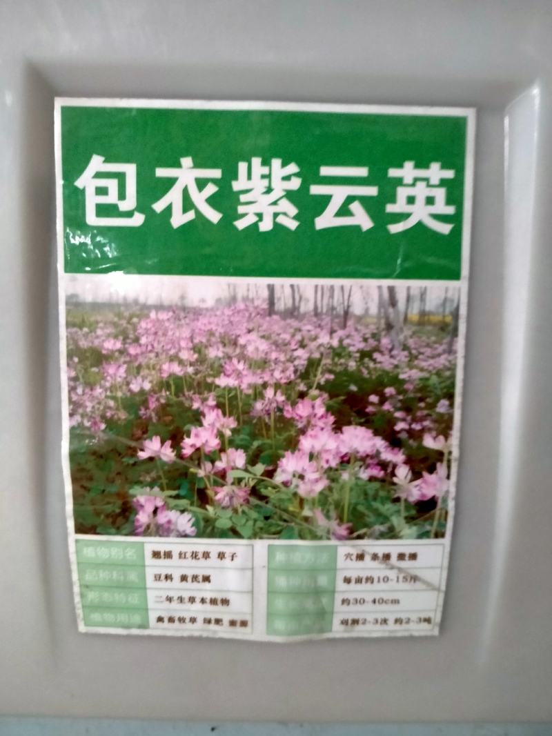 紫云英种子