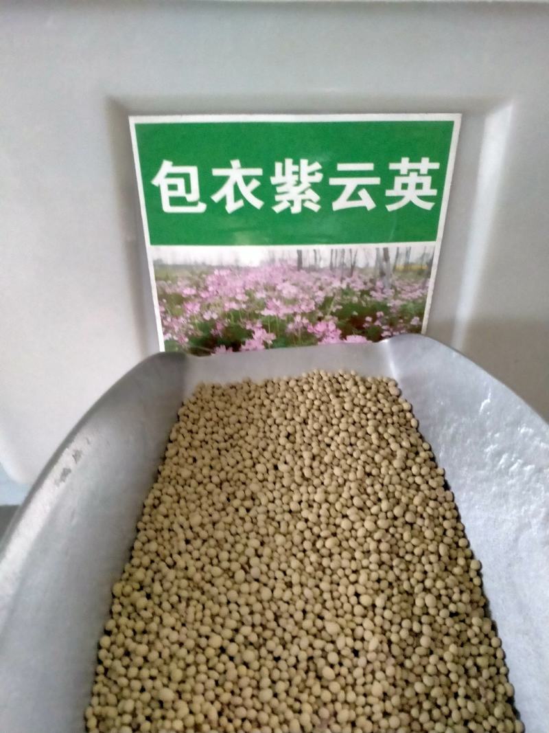 紫云英种子