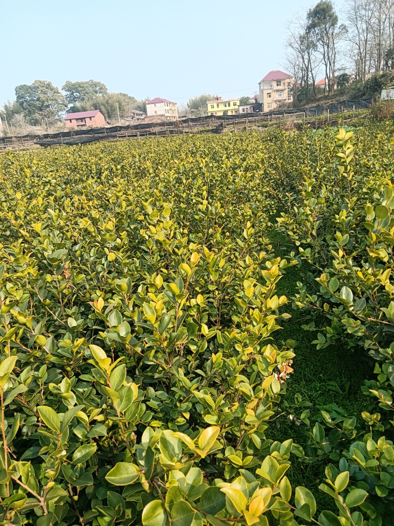 长林系列油茶苗