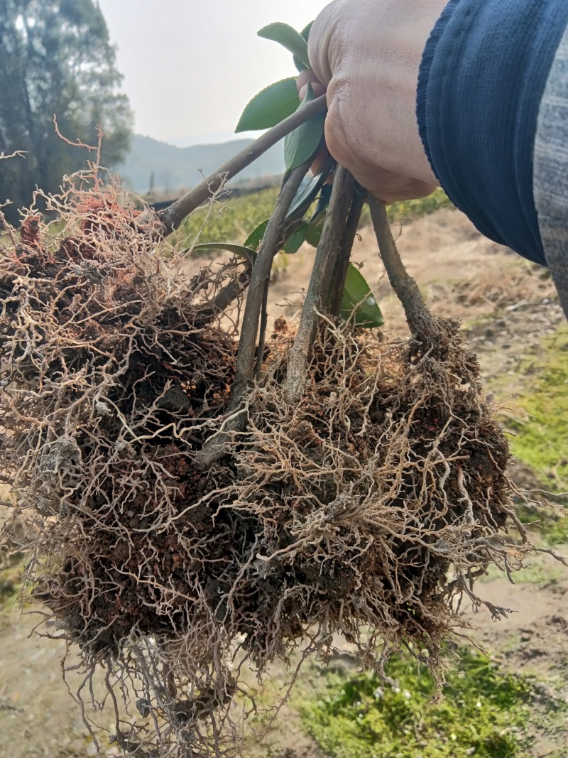 长林系列油茶苗