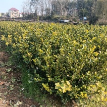 长林系列油茶苗