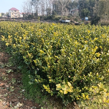 长林系列油茶苗